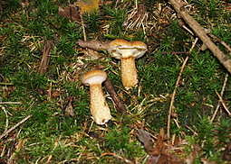 Hohlfußröhrling