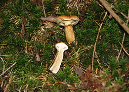 Hohlfußröhrling