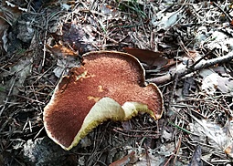 Hohlfußröhrling