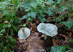 Grüner Anistrichterling