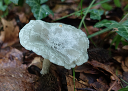 Grüner Anistrichterling