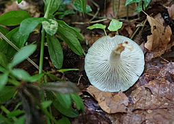 Grüner Anistrichterling