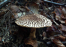 Igelschirmling