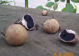 Kartoffelbovist
