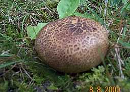Kartoffelbovist