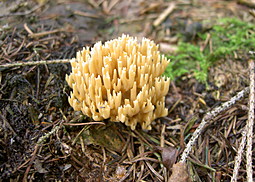 Kiefernkoralle