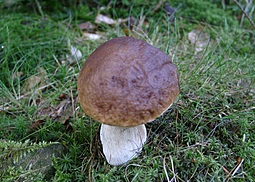 Kiefernsteinpilz
