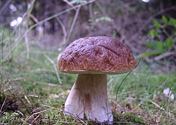 Kiefernsteinpilz