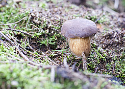 Kiefernsteinpilz