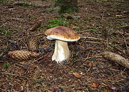 Kiefernsteinpilz