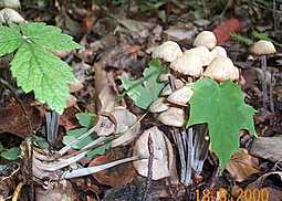 Knopfstieliger Büschelrübling