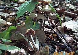 Knopfstieliger Büschelrübling
