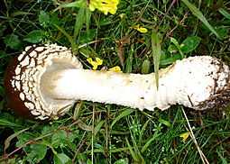 Königsfliegenpilz