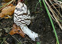 Königsfliegenpilz