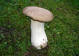 Kräuterseitling