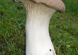 Kräuterseitling
