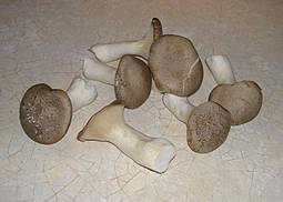Kräuterseitling