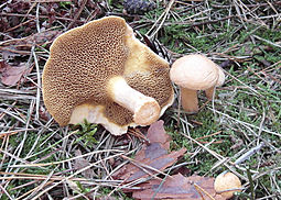 Kuhröhrling
