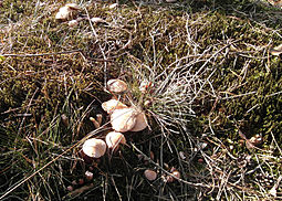 Kuhröhrling