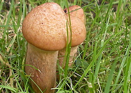 Kupferroter Gelbfuß 