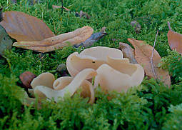 Ledergelber Öhrling