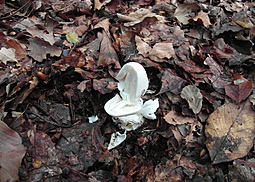 Kegelhütiger Knollenblätterpilz