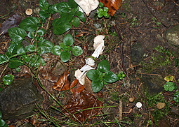 Herbstlorchel