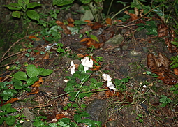 Herbstlorchel