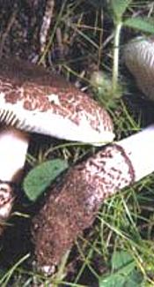 Fleischbrauner Schirmling