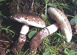 Fleischbrauner Schirmling