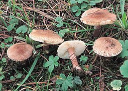 Fleischbrauner Schirmling
