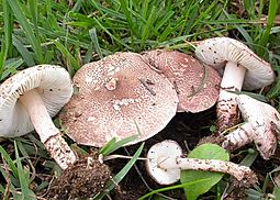 Fleischbrauner Schirmling