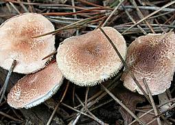 Fleischbrauner Schirmling
