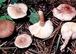 Fleischbrauner Schirmling