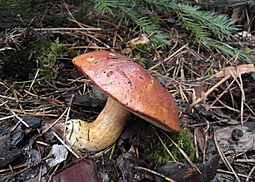 Maronenröhrling