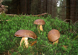 Maronenröhrling
