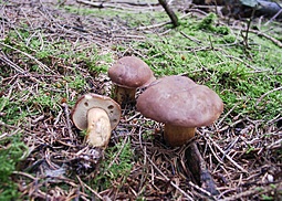 Maronenröhrling