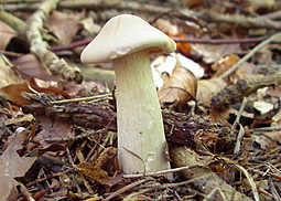 Mönchskopf