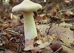 Mönchskopf