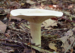 Mönchskopf
