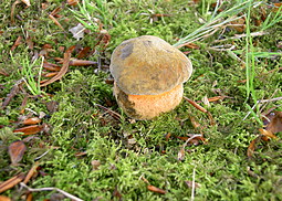 Netzstieliger Hexenröhrling