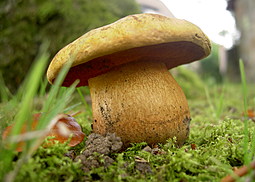 Netzstieliger Hexenröhrling