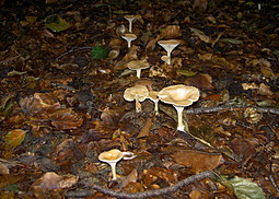 Ockerbrauner Trichterling