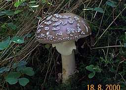 Pantherpilz