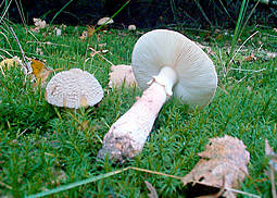 Pantherpilz