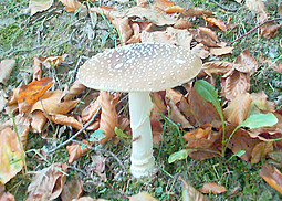 Pantherpilz