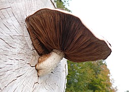 Pappelschüppling