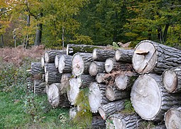Pappelschüppling