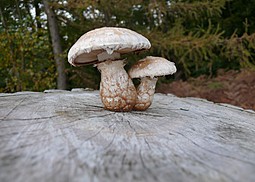 Pappelschüppling