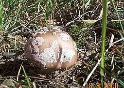Perlpilz